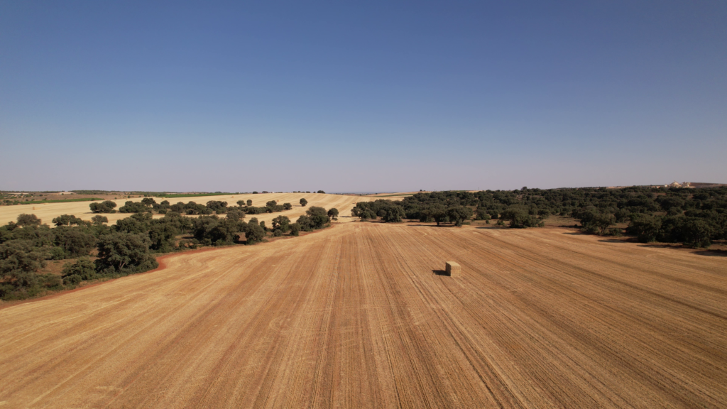 la mancha